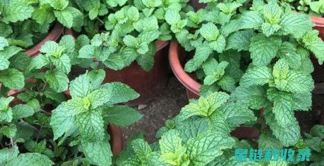 植物驱虫：传统智慧与现代应用的完美结合 (植物驱虫药有哪些)