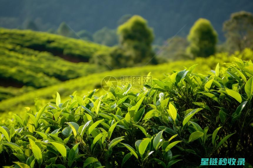 茶叶渣的多领域应用：从农业到医药的创新突破 (茶叶渣有害吗)