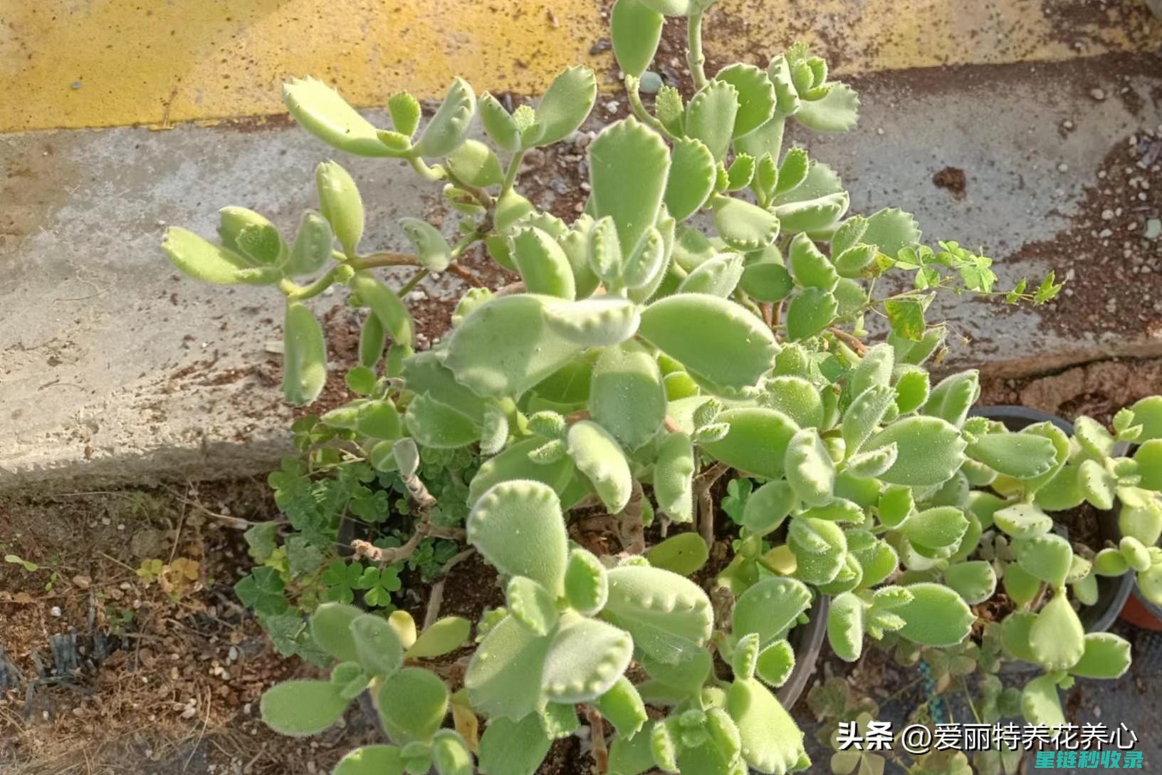 多肉植物养护：如何为多肉提供合适的空气湿度 (多肉植物养护方法)