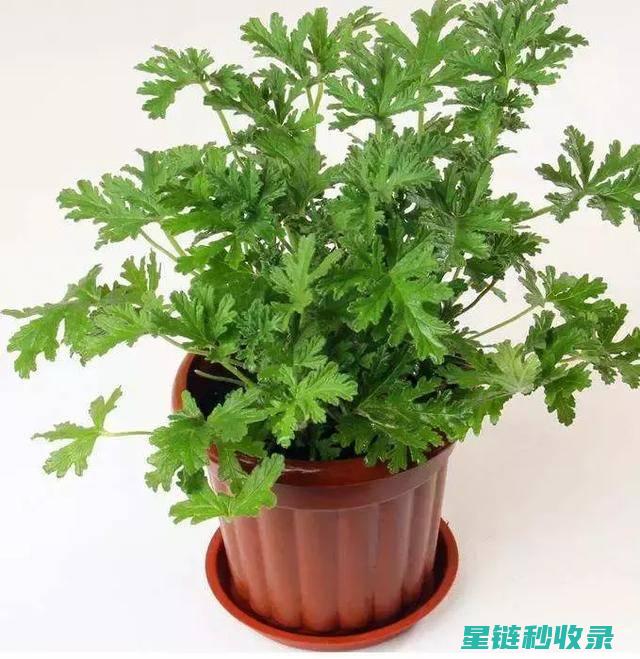 驱蚊植物与人类健康的相互作用 (驱蚊植物与人类有关吗)