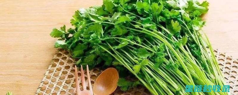 香菜难保存？这个秘密太绝了！ (香菜保存时间)